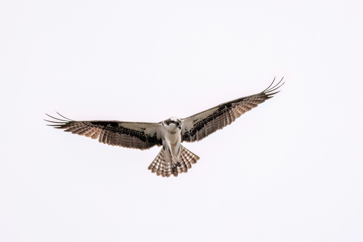 Águila Pescadora - ML620113933