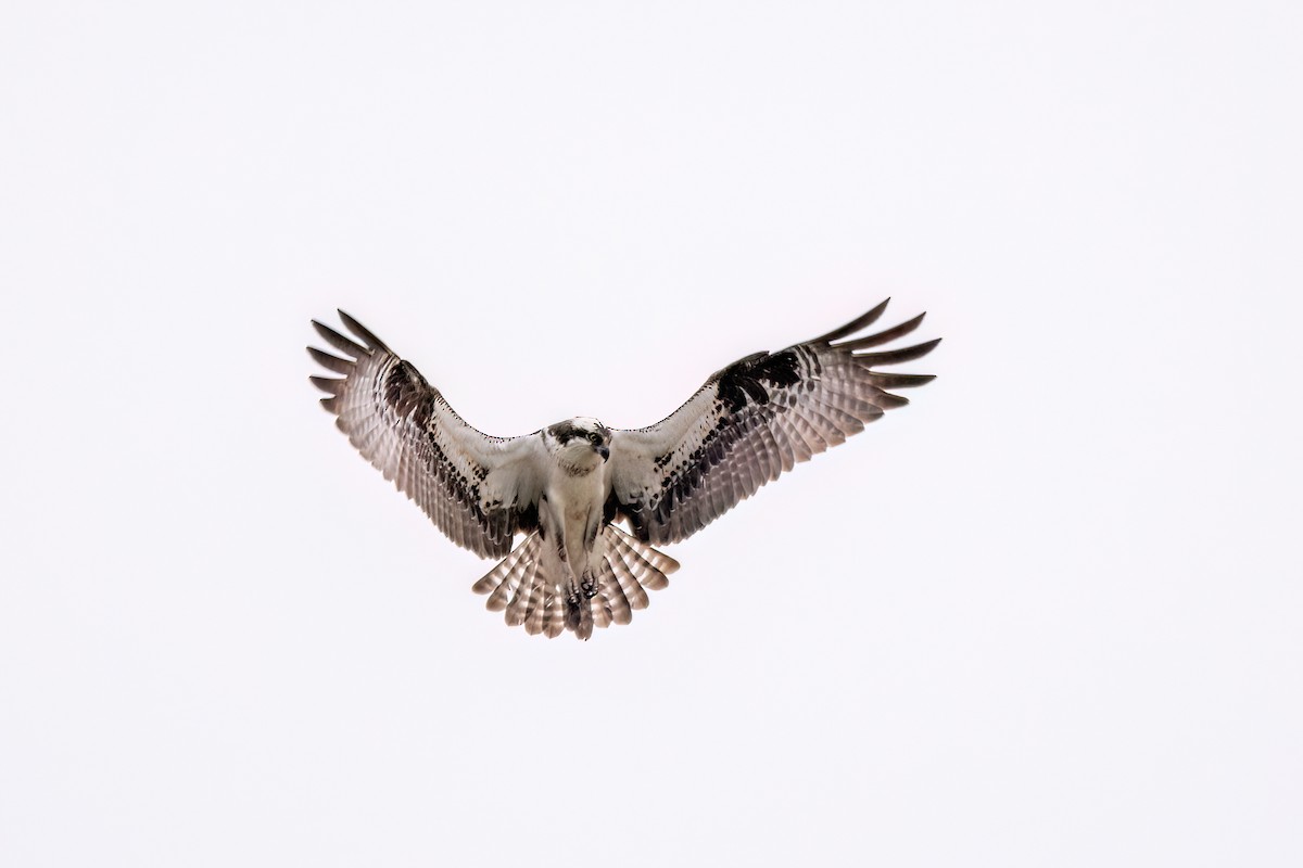 Águila Pescadora - ML620113938