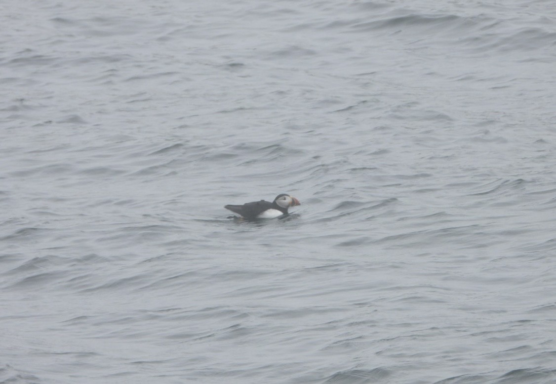 Atlantic Puffin - ML620113939