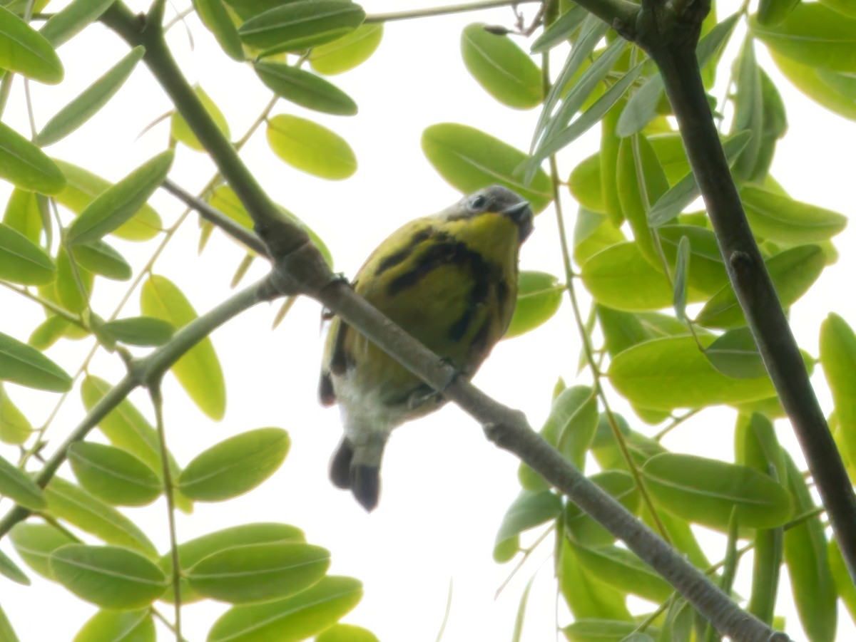 Magnolia Warbler - ML620113955