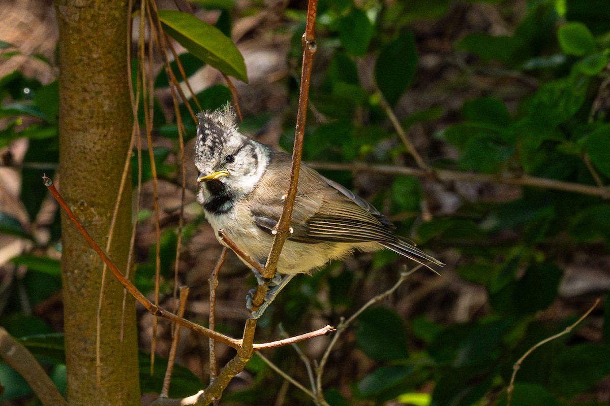 Crested Tit - ML620113956