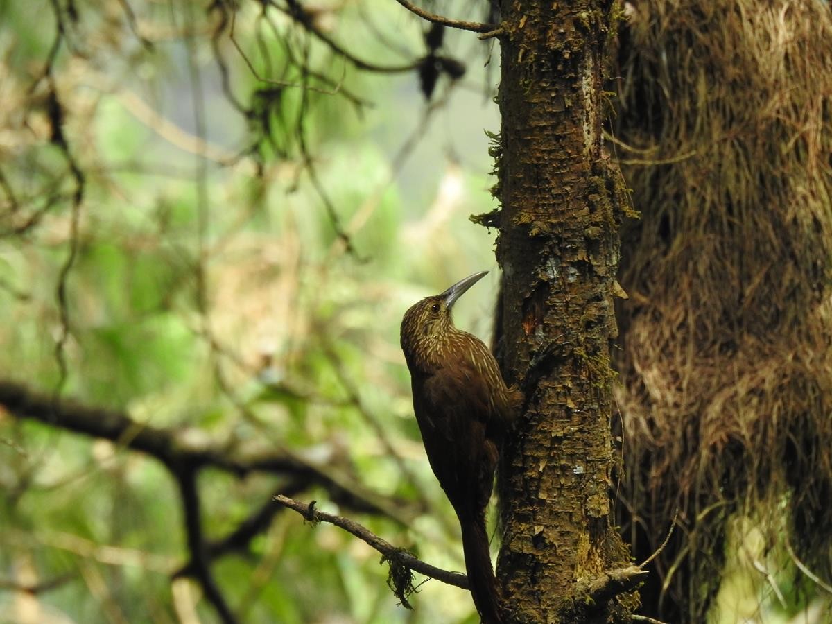 Strong-billed Woodcreeper - ML620113962