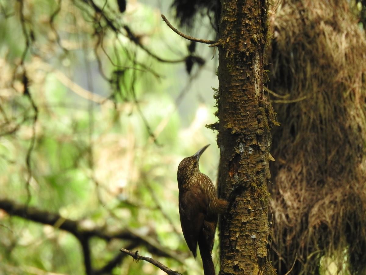 Strong-billed Woodcreeper - ML620113963