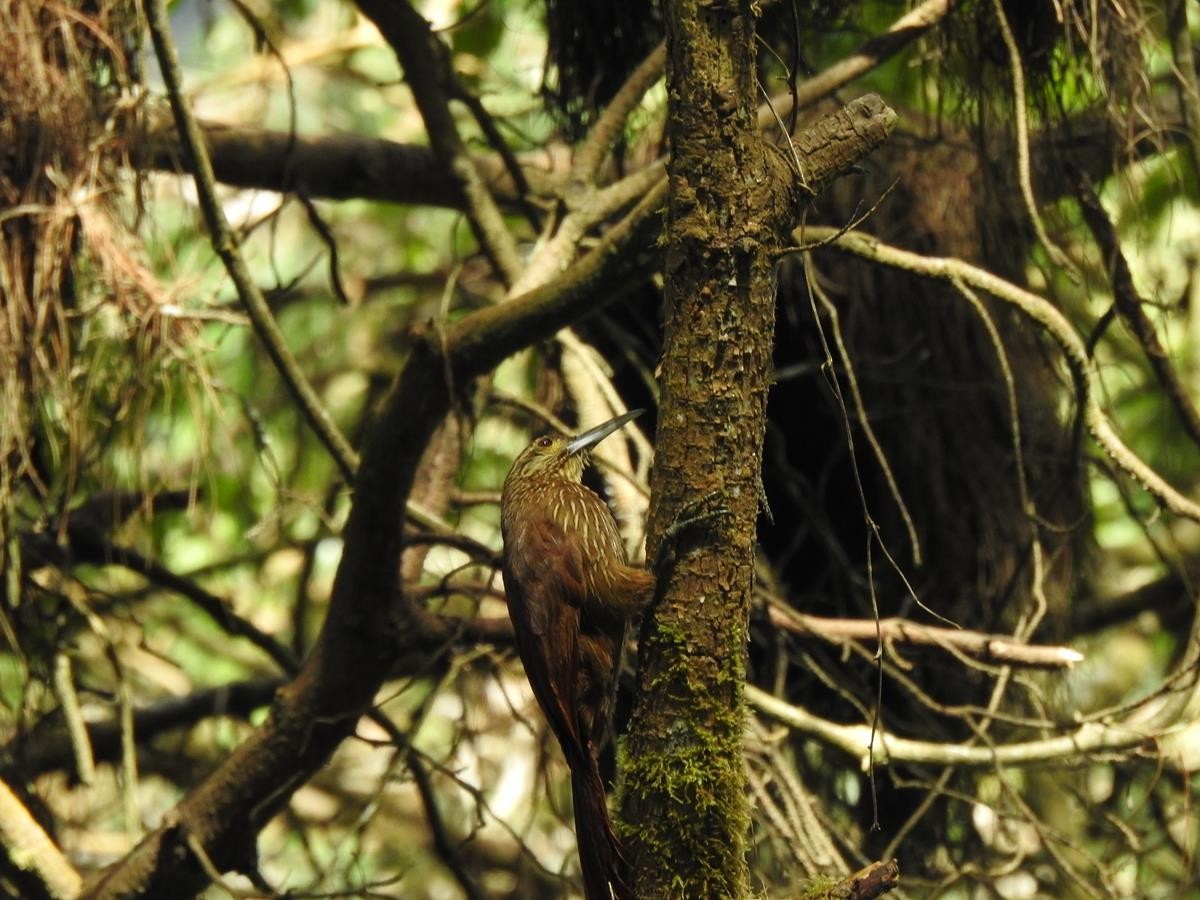 Strong-billed Woodcreeper - ML620113964