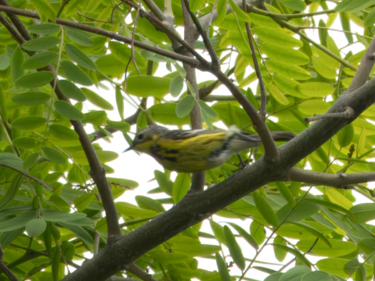 Magnolia Warbler - ML620113970