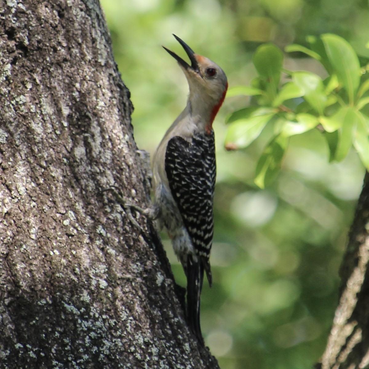 Red-bellied Woodpecker - ML620113972