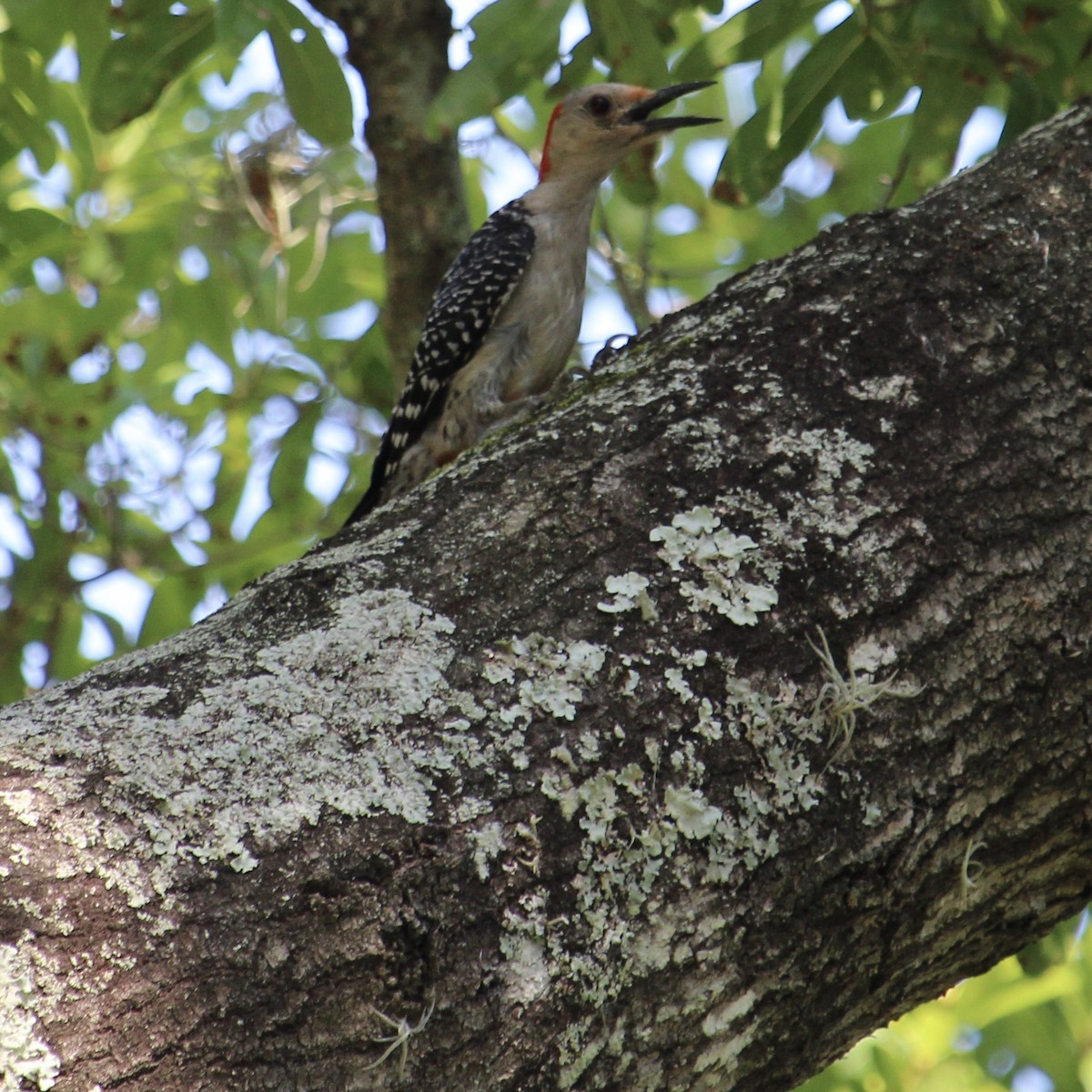 Red-bellied Woodpecker - ML620113973