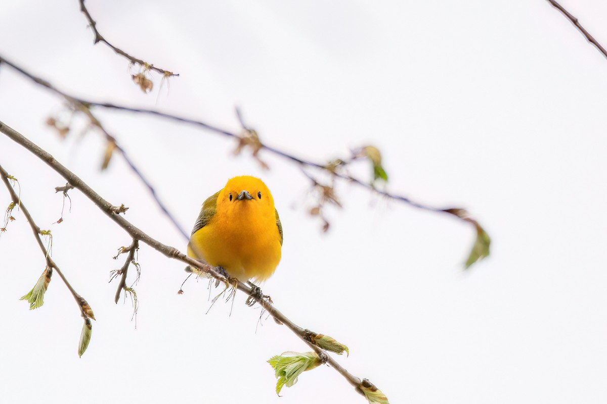 Prothonotary Warbler - ML620113985