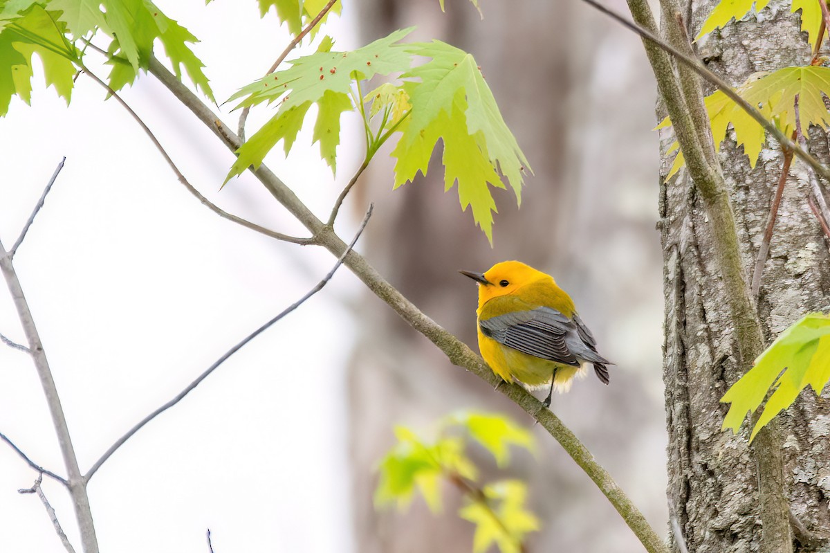 Prothonotary Warbler - ML620113986