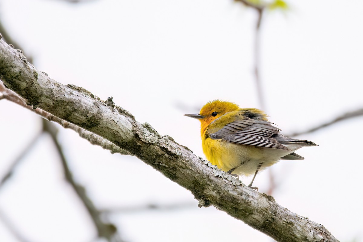 Prothonotary Warbler - ML620113987