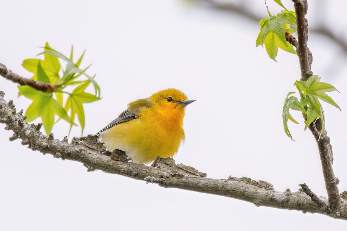 Prothonotary Warbler - ML620113988
