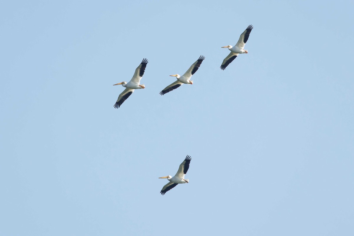 pelikán severoamerický - ML620113991