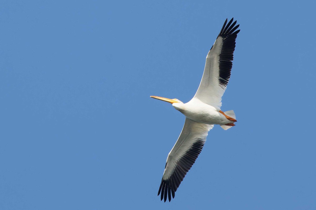 American White Pelican - ML620113992