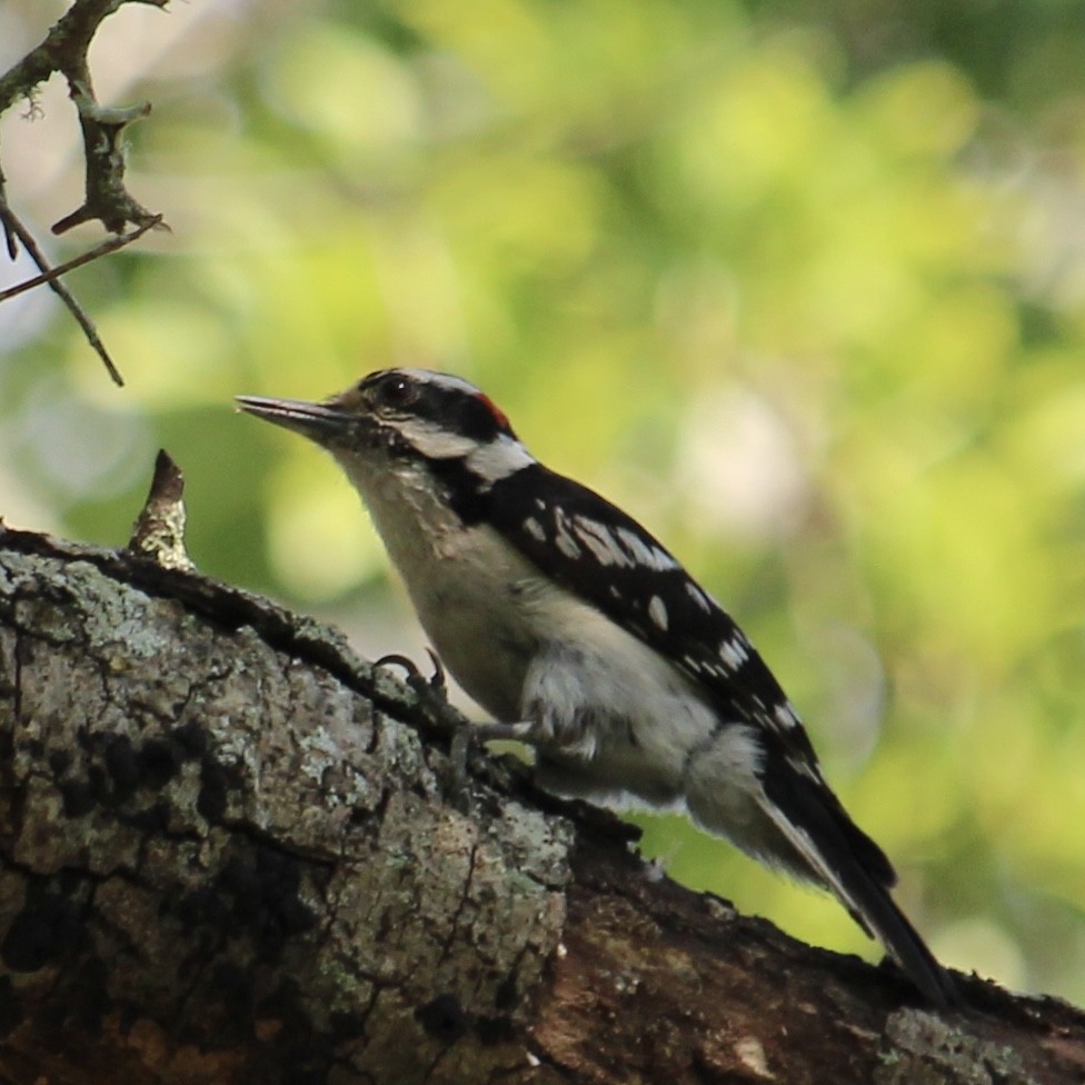 Downy Woodpecker - ML620114000