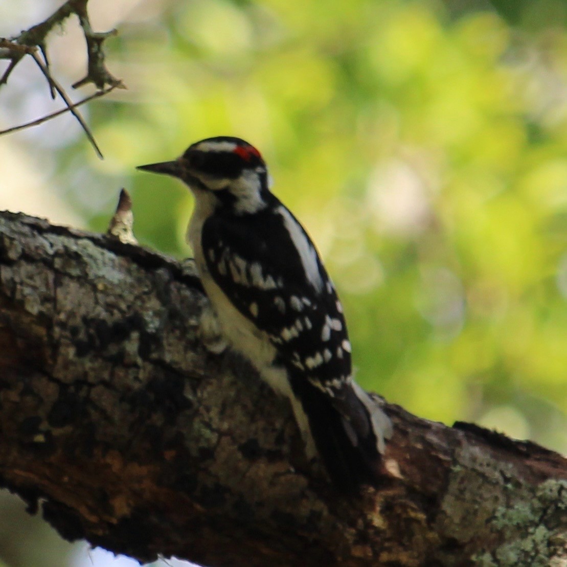 Downy Woodpecker - ML620114001