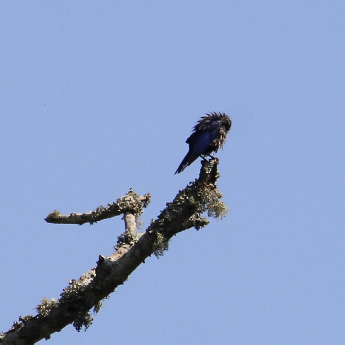 Eastern Bluebird - ML620114006