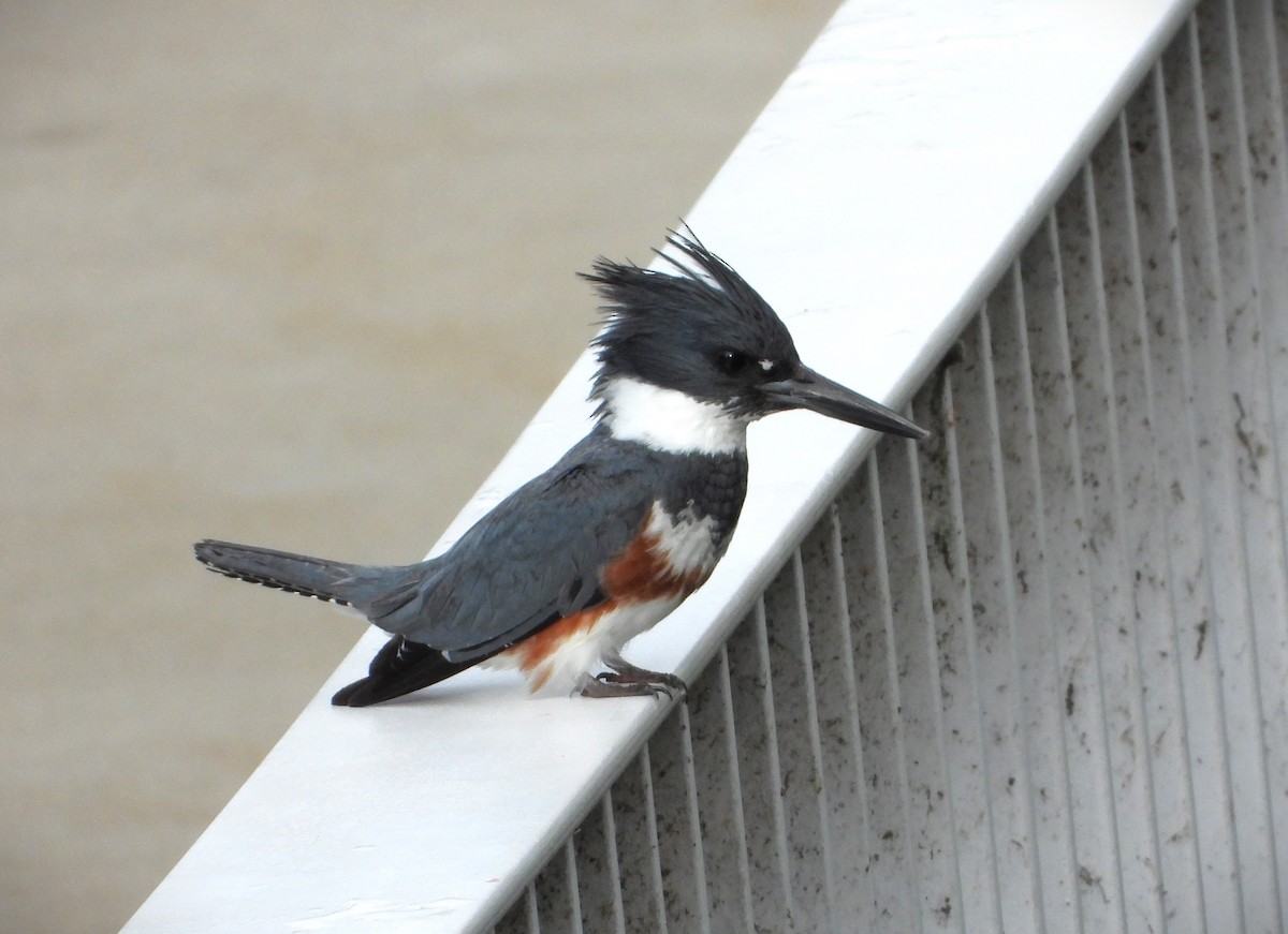 Martin-pêcheur d'Amérique - ML620114012