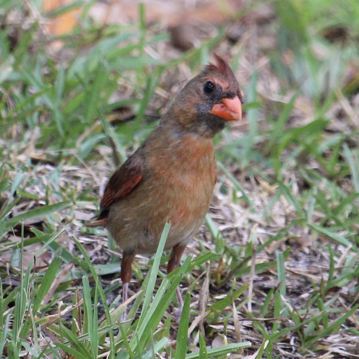 kardinál červený [skupina cardinalis] - ML620114014