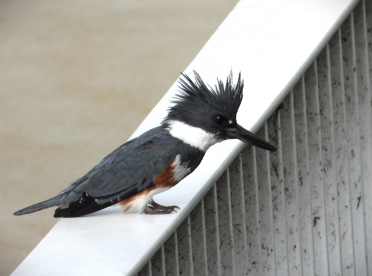 Belted Kingfisher - ML620114017