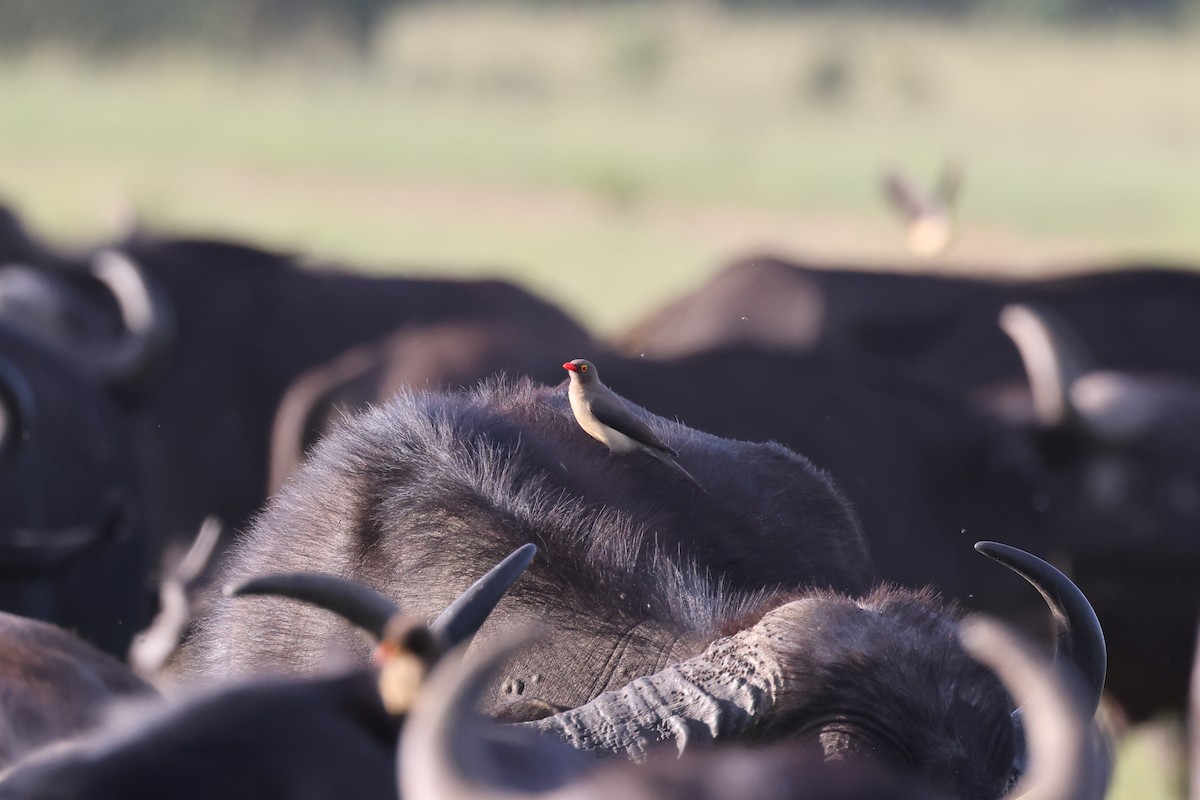 Red-billed Oxpecker - ML620114021