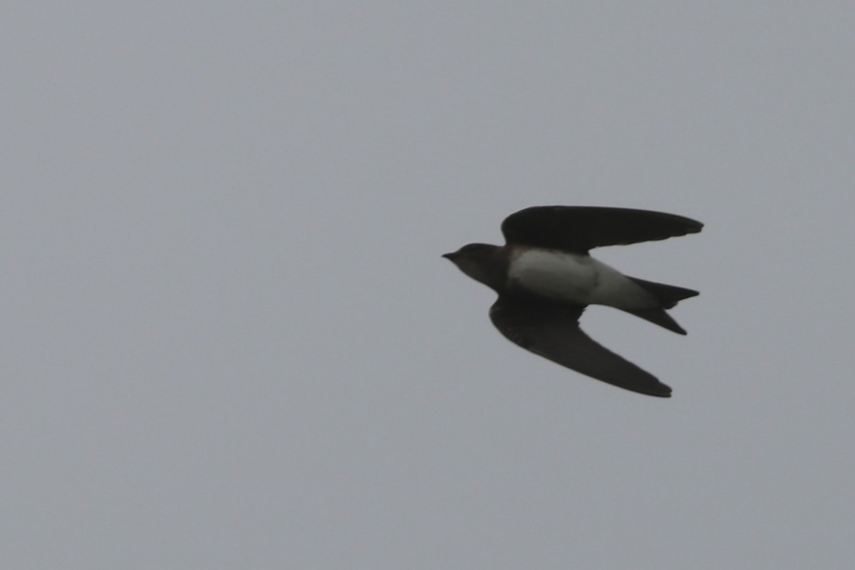 Golondrina Caribeña - ML620114022