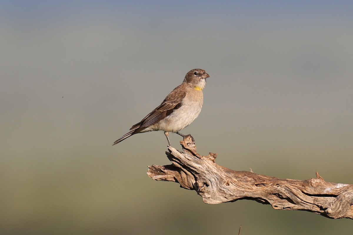 Yellow-spotted Bush Sparrow - ML620114036