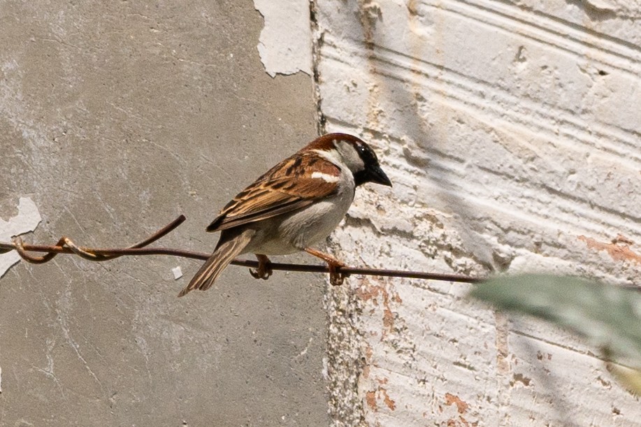 House Sparrow - ML620114038