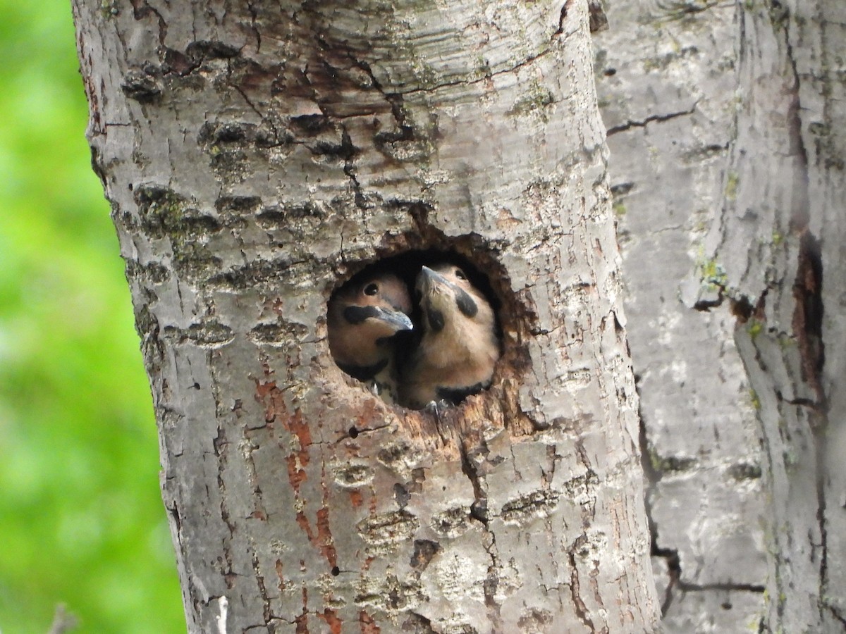 Northern Flicker - ML620114040