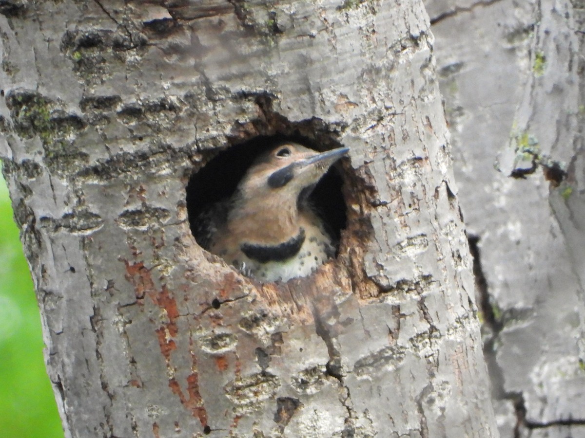 Northern Flicker - ML620114045