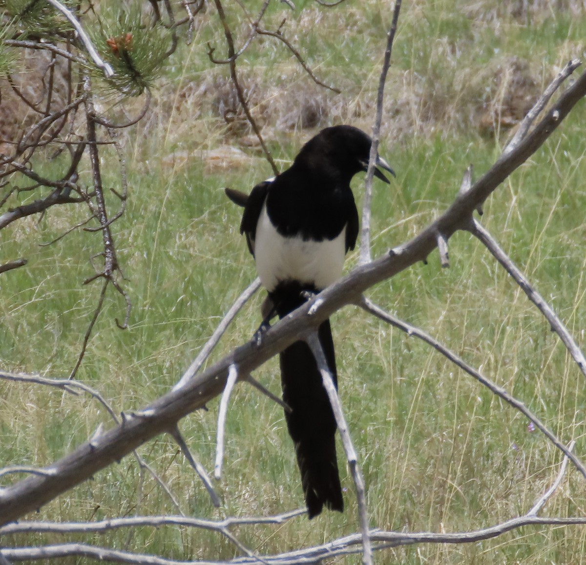 Black-billed Magpie - ML620114046