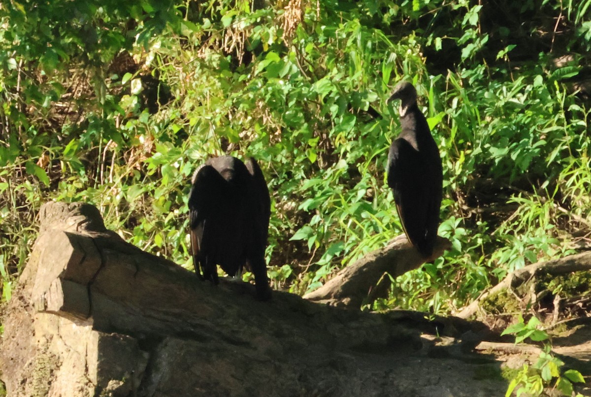 Black Vulture - ML620114048