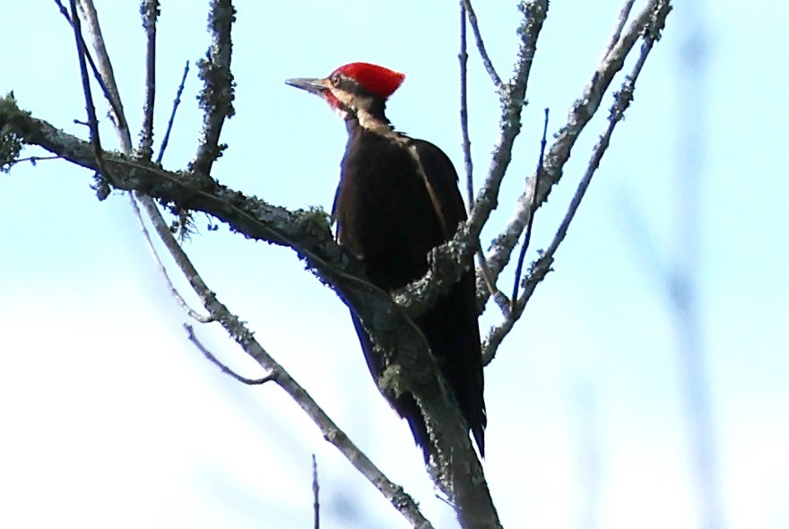 Pileated Woodpecker - ML620114063