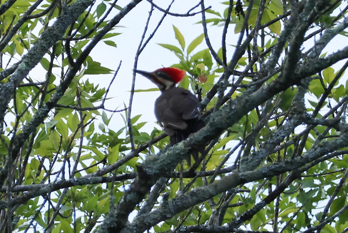 Pileated Woodpecker - ML620114064