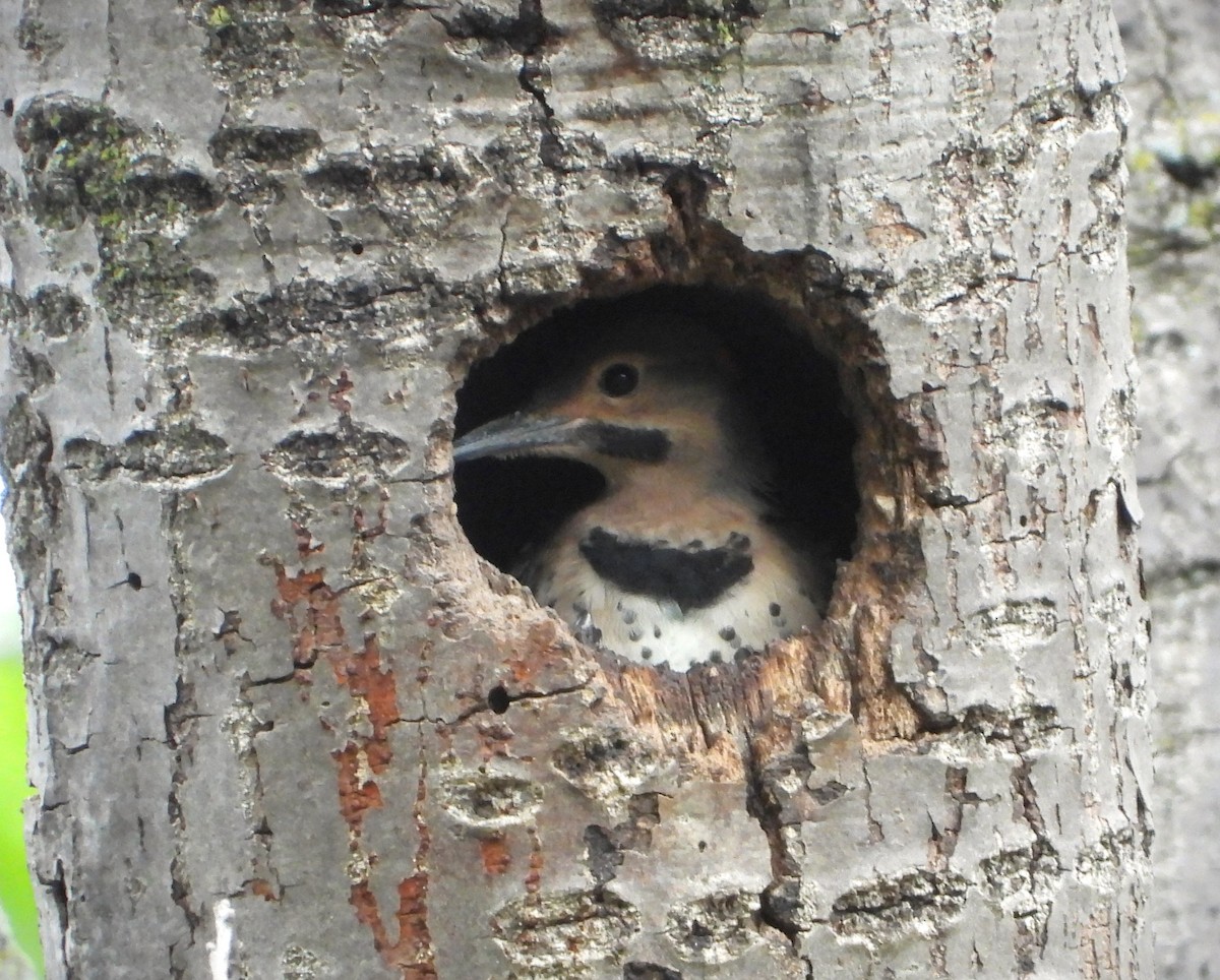 Northern Flicker - ML620114065