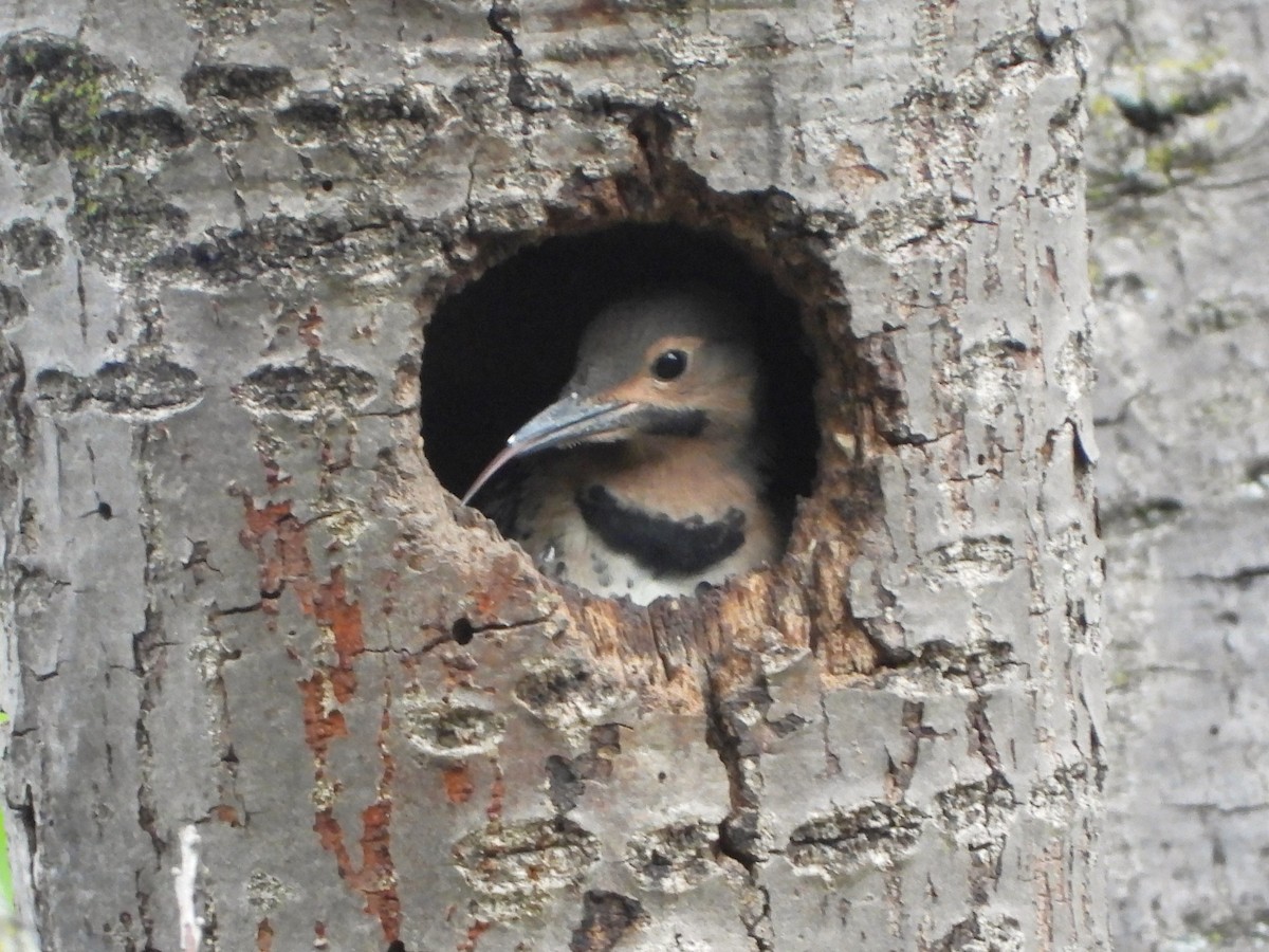 Northern Flicker - Ken Vinciquerra