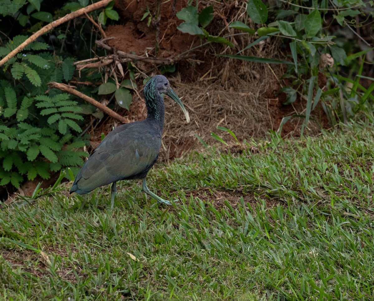 ibis zelený - ML620114080