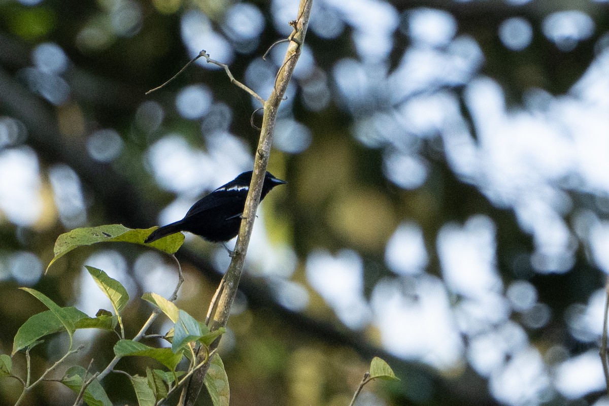 Glossy Antshrike - ML620114083