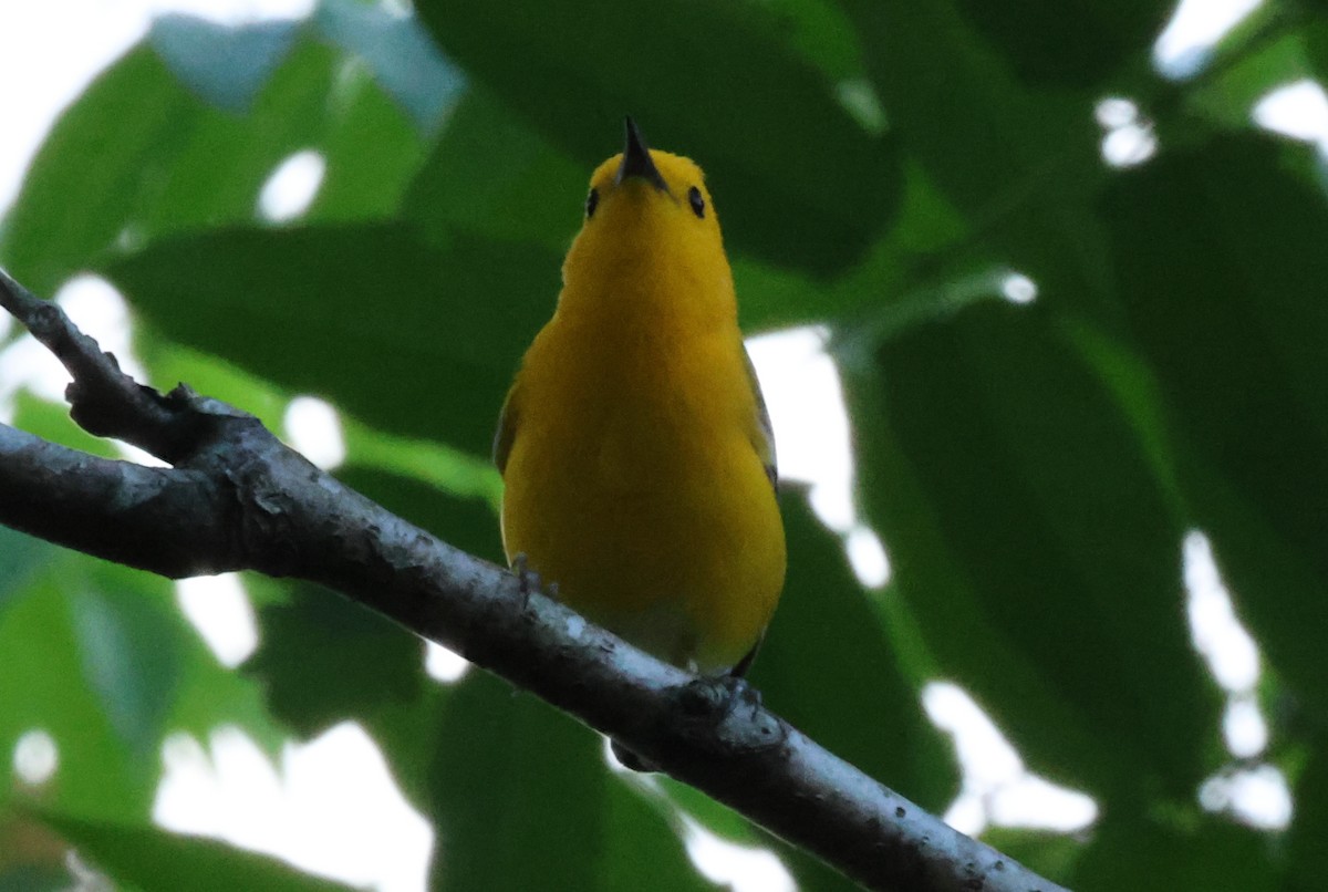 Prothonotary Warbler - ML620114084