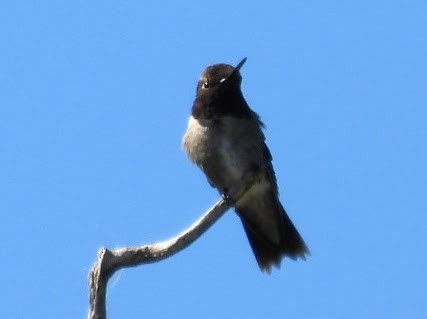 Black-chinned Hummingbird - ML620114090