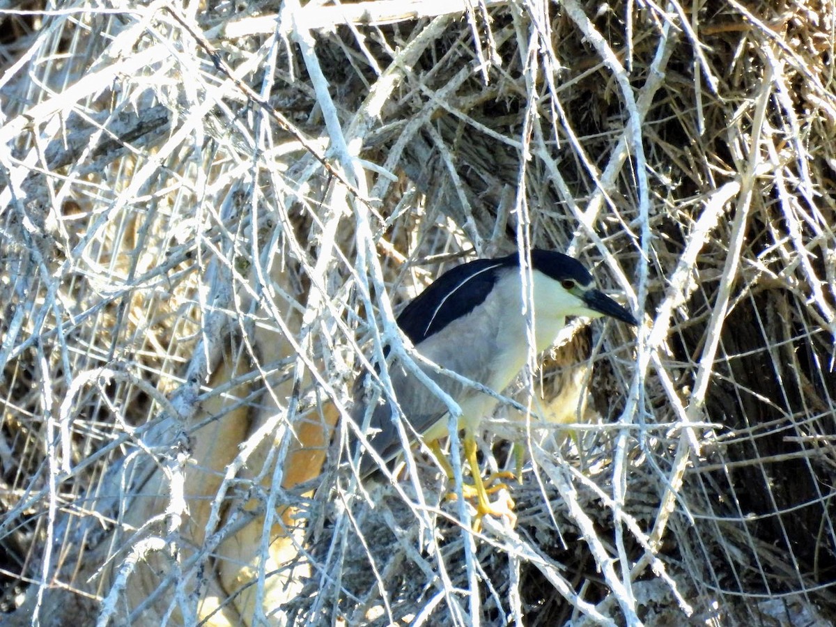 Black-crowned Night Heron - ML620114095