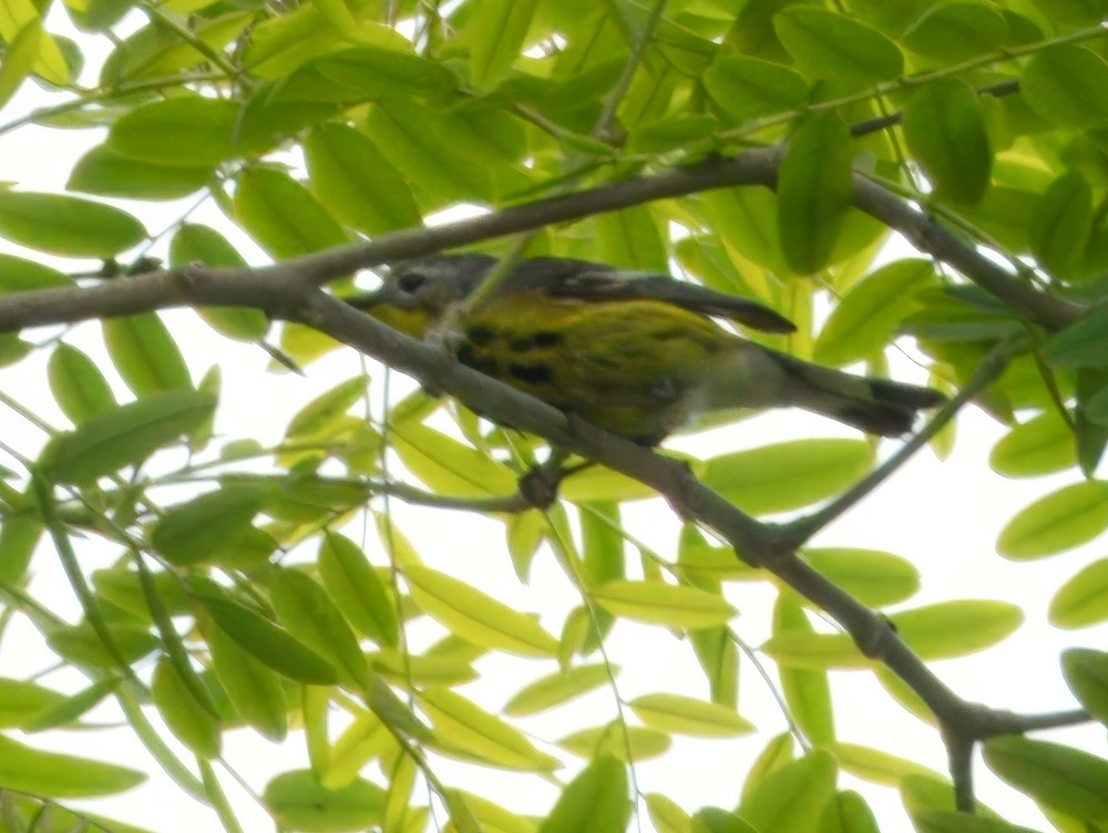 Magnolia Warbler - ML620114097