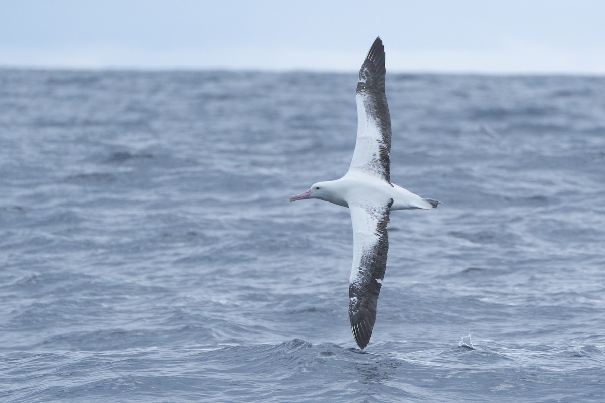 Southern Royal Albatross - ML620114100