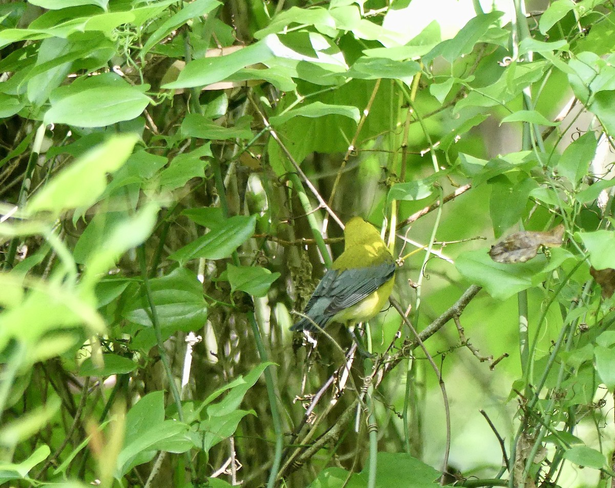 Prothonotary Warbler - ML620114103