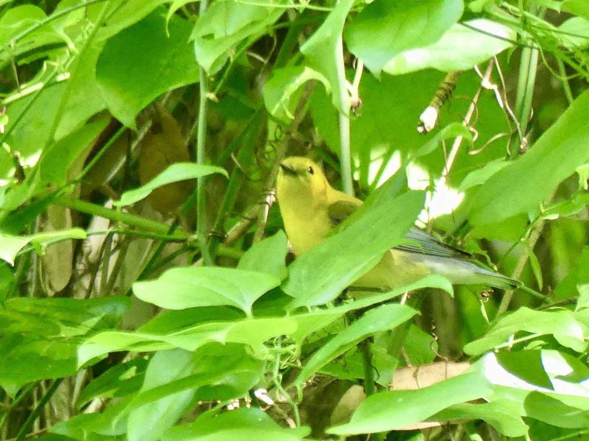 Prothonotary Warbler - ML620114104