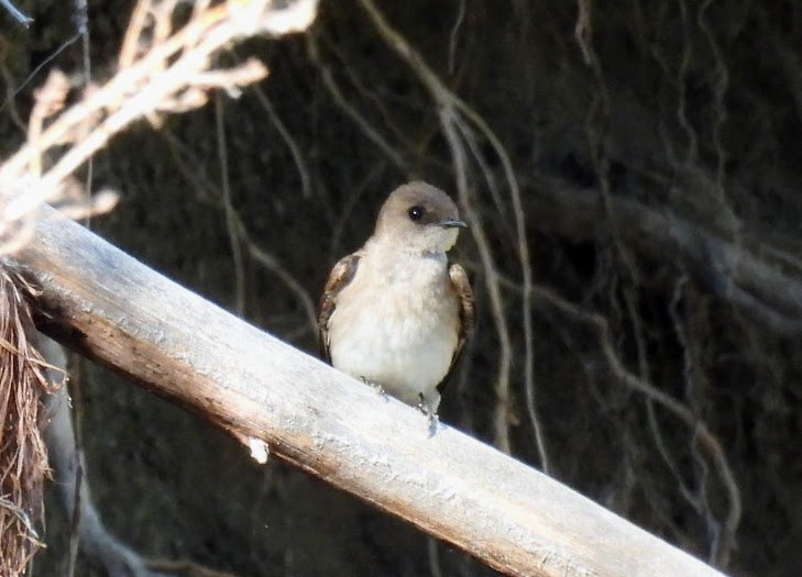 Northern Rough-winged Swallow - ML620114108