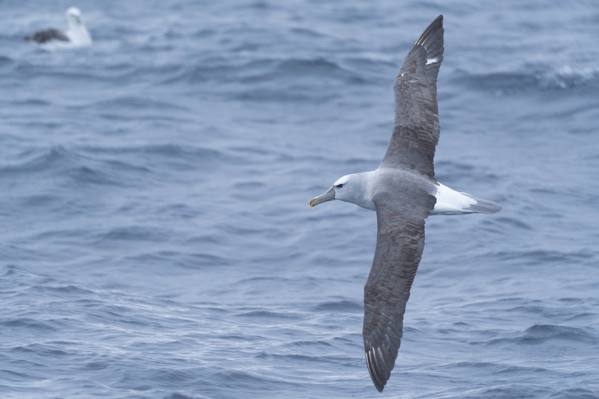 albatros šelfový - ML620114113