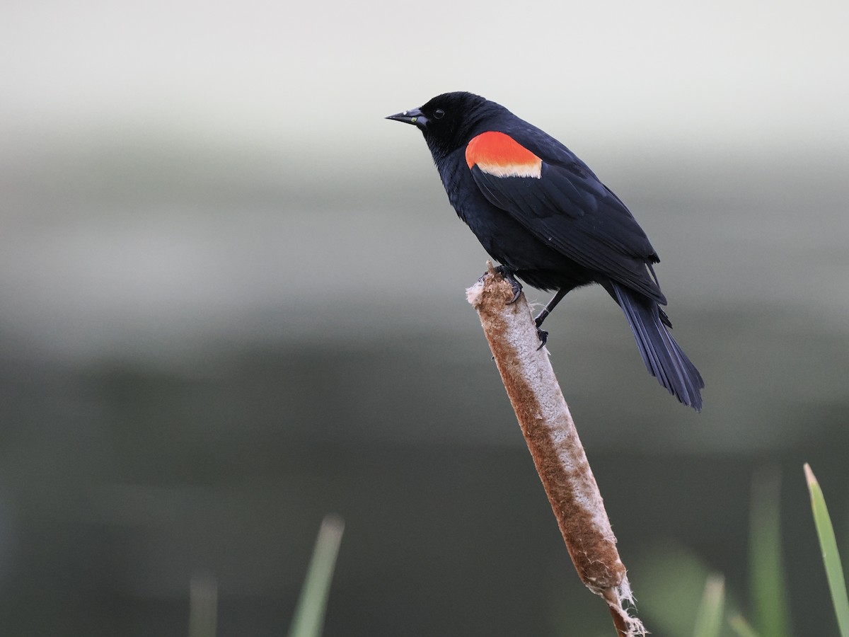Red-winged Blackbird - ML620114116