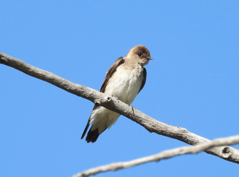Northern Rough-winged Swallow - ML620114119