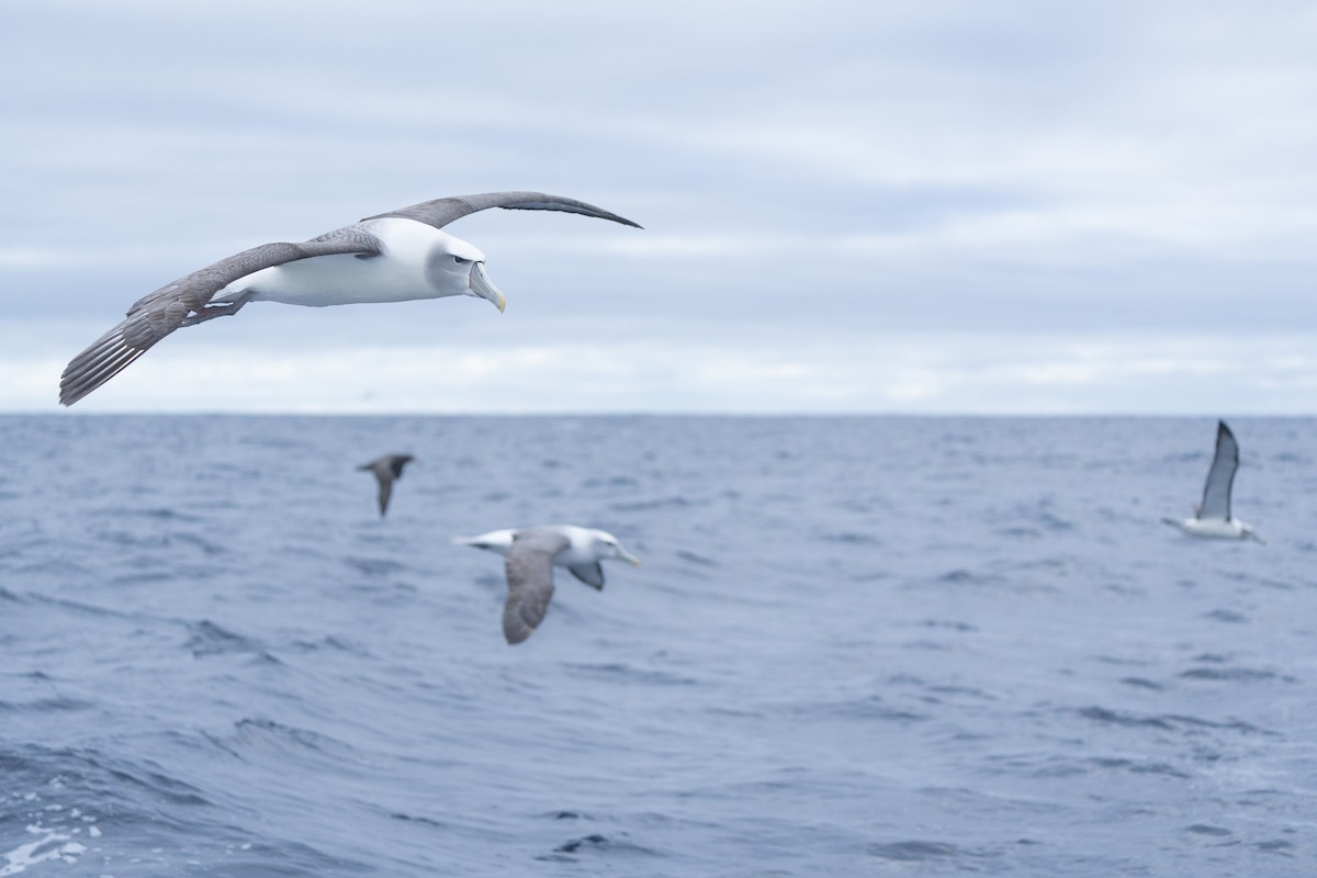 White-capped Albatross - ML620114122