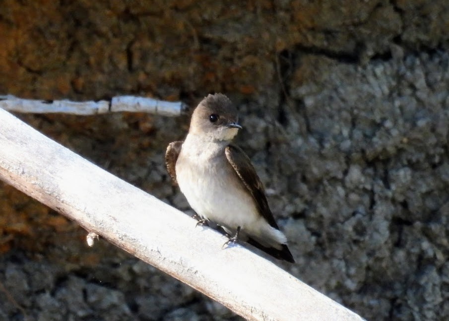 Northern Rough-winged Swallow - ML620114126